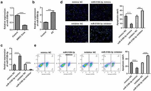 Figure 3. BMSCs exosome suppresses miR-5189-3p, which inhibits apoptosis of FLSs. (a) qRT-PCR was used to detect the expression of miR-5189-3p in the Exo group and control group. (b) qRT-PCR was used to detect the expression of miR-5189-3p in AS patients and control individuals. (c) qRT-PCR analysis showed the expression of miR-5189-3p in FLSs treated with miR-5189-3p mimics and inhibitor. U6 acted as control. (d) TUNEL analysis was used to detect the percentage of FLSs occurring apoptosis in FLSs after treatment with miR-5189-3p mimics and inhibitor. (e) Flow cytometry was used to detect the apoptosis of FLSs after treatment with miR-5189-3p mimics and inhibitor. The data were expressed as mean ± SEM, ***p < 0.001, ****p < 0.0001, miR-5189-3p mimics group or miR-5189-3p inhibitor group vs NC group.