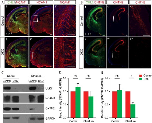 Figure 8. Abnormal axonal fasciculation in the Ulk1/2-deficient animals is associated with mislocalization of CNTN2 in the projection neurons. (A) Neuronal cell adhesion molecule distribution was unaltered in the ulk1/2-DKO brains compared to that in the controls. (B) The intensity of CNTN2 immunostaining (red) was dramatically decreased in distal CTAs of the ulk1/2-DKO brain at E18.5. All of the sections were counterstained with CHL1 cell adhesion molecule (green). (C) Western blot analyses of the extracts prepared from the cortex (proximal CTAs) and striatum (distal CTAs) confirmed normal expression of neuronal cell adhesion molecule but significantly decreased CNTN2 levels in the striatum. (D and E) Quantification of the NCAM1 and CNTN2 levels in control and ulk1/2-DKO cortex and striatum. Abbreviations: Cnt, controls; NCAM1, neuronal cell adhesion molecule 1; ns, not significant.*P < 0.05. Scale bars: 200 µm.