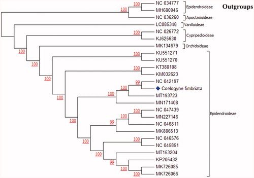 Figure 1. Phylogenetic tree constructed using full length plastome sequences of Coelogyne fimbriata and other 22 species in Orchidaceae and 2 non-orchid species. The bootstrap support values on each branch are based on Maximum likelihood methods with 1000 replicates.