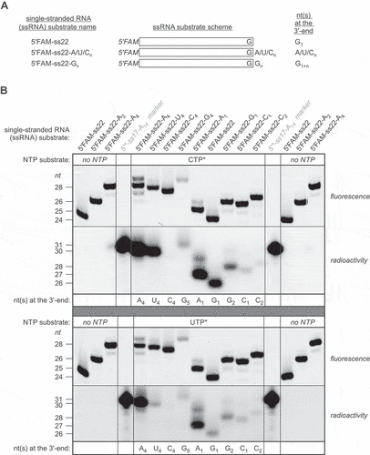 Figure 3. CutA is able to label single-stranded RNA substrates with different 3ʹ termini, albeit with variable efficiency depending on the nucleotide composition of the ending. (A) Schematic representation of the utilized ssRNA substrates. Note the presence of terminal G inherently present in the ss22 core sequence common to all substrates within the tested set. Composition of the 3ʹ ending is provided on the right. (B) 5ʹFAM-labelled ss22-Xn substrates depicted in (A), with 3ʹ-ends containing different number of various nucleotides (as indicated at the bottom of each gel) were incubated with equal amounts of CutA WT and with a trace of radioactive [α-32P]CTP (*CTP; top) or [α-32P]UTP (*UTP; bottom), as indicated above the lanes. Both fluorescent and radioactive labels were detected following electrophoresis in the denaturing sequencing gel, as indicated on the right. 5ʹFAM-ss22, 5ʹFAM-ss22-A2 and 5ʹFAM-ss22-A4 as well as T4 PNK 5ʹ-radiolabelled ss17-A14 31-mer were run as fluorescent and radioactive size markers, respectively, in lanes next to the those with separated reaction products. Lengths of fluorescently labelled or radiolabelled oligonucleotides are indicated on the left