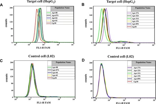 Figure 2 Primary screening of candidate aptamers based on their cell-binding abilities to HepG2 cells by applying flow cytometrics. (A,B) Fluorescence intensity analysis of the candidate aptamers binding to the target cell HepG2. (C,D) Fluorescene intensity analysis of the candidate aptamers binding to the control cell L02. Gp30 was FAM labeled initial library used as a control here. Approximately 3×105 HepG2 cells were stained with candidate aptamers; the final concentration of each input aptamer was 500 nM.