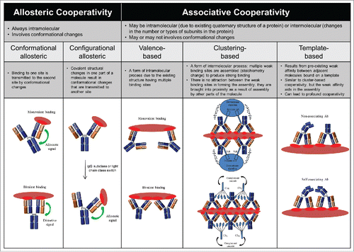 Figure 2. Classification of the potential forms of cooperativity in IgG and their nomenclature. Please refer to the Appendix I for additional information.