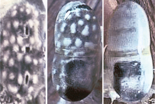 Figure 1. Eyes ofLysiosquillina maculata (at left and centre) and L. sulcata (right). At left a triple pseudopupil; centre and right: total internal (dark regions of the eye) and external (bright regions) reflection. All eyes are 10±1 mm.