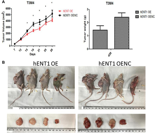 Figure 5 (A) In vivo experiments to explore the effect of hENT1 on gem sensitivity. The T3M4 cell line stably over-expressing hENT1 was marked as the hENT1 OE group, and the control group was marked as the hENT1 OENC group. (B) Compared with the hENT1 OENC group, the hENT1 OE group could significantly increase the chemotherapy effect of Gemcitabine. (*p<0.05).