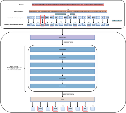 Figure 5. Masked language model. Each sequence segmented based on the secondary structure was further divided into subsequences (tokens) based on the subsequence vocabulary using the principle of maximum length matching. Additionally, 15% of tokens in each sequence were randomly masked. After passing through the embedding layer, an input vector of shape (128,768) was obtained. Sequence representations (128,768) were generated through 12 transformer layers.