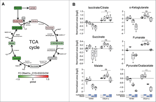 Figure 2. Metabolic changes in tricarboxylic (TCA) cycle in Cfbe41o- cells. (A) Schematic representation of TCA cycle. Colors represent the fold change (FC) of each metabolite in Cfbe41o- cells treated overnight with 250 μM cysteamine (CYS) and 100 μM epigallocatechin gallate (EGCG) compared with its level when the same cell line was cultured in complete medium (CM). Metabolites that are not detected by the 3 metabolic analytical methods are depicted in gray. (B) Boxplot representation of the indicated TCA intermediates according to the metabolic profiling (Fig. 1). Data are shown as log2-normalized area of the relative metabolite peak. Asterisks indicate significant differences (moderate t-test) induced by the combination treatment (cysteamine and EGCG) in with respect to untreated controls for both 16HBE and Cfbe41o- cells. ***p < 0.001. ns: non-significant.