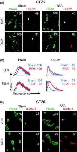 Figure 2. RFA selectively increases the expression of CCL21 and ICAM-1 on HEV in TdLN. (A) Intravascular staining of CCL21 in cLN and TdLN by iv injection of primary Ab at 6 hours after RFA or sham procedure in CT26-bearing BALB/c mice. Organs obtained 20 min later were counterstained with fluorochrome-conjugated secondary Ab to detect anti-CCL21 Ab (red) and with anti-PNAd Ab (green) to demark the position of HEV. (B) Representative histograms for experiment shown in (A). Histograms denote quantitative image analysis of the mean fluorescence intensity (MFI) for fluorescence of PNAd (from tissue section staining) and CCL21 (from intravascular staining) in PNAd+ cuboidal LN HEV. Horizontal axes, fluorescence intensity; vertical axes, pixels with each intensity; numbers in plots, MFI. (C) Intravascular staining for ICAM-1 (red) in cLN and TdLN of CT26-bearing mice at 6 hours following sham or RFA treatment. LN were counterstained with anti-PNAd Ab (green) to identify HEV. (A–C) Scale bars, 100 μm; numbers in photomicrographs and histograms indicate MFI for quantification of all pixels analyzed within the HEV for ≥10 fields in non-sequential cryosections for individual mice. Data are representative of 2 independent experiments.