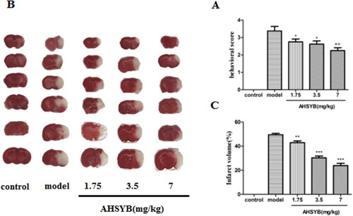 Figure 2. Effect of AHSYB on behavioral function (A) and brain infarct volume (B and C) in acute permanent cerebral ischemia rats. (A) Data are presented as mean ± S.D(n = 18), *p < .05,  **p < .01 versus model group. (B) TTC staining. (C) Data are showed as mean ± S.D (n = 6),**p < .01,  *** p < .001 versus model group.