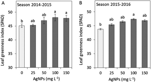 Figure 2. Impacts of silver nanoparticles’ (AgNPs) various concentrations on the leaf greenness index of tulip in seasons 2014–2015 (A) and 2015–2016 (B). Vertical bars indicate the mean ± standard deviation (n = 4). A different letter above each bar indicates a significant difference between treatments at P ≤ 0.05.