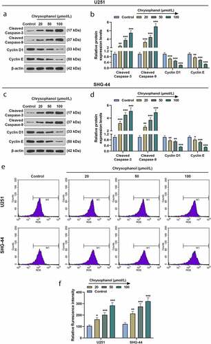 Figure 3. Chrysophanol increased cleaved caspase-3 and cleaved caspase-9 expressions as well as reactive oxygen species (ROS) accumulation while decreasing Cyclin D1 and Cyclin E levels in glioma cells. (a and b) Representative images of protein bands (a) as well as protein expression levels of Cleaved caspase-3, cleaved caspase-9, Cyclin D1 and Cyclin E in U251 cells were detected by western blot after treatment with different concentrations of chrysophanol. β-actin was used as a loading control. (c and d) Representative images of protein bands (c) as well as protein expression levels of Cleaved caspase-3, cleaved caspase-9, Cyclin D1 and Cyclin E in SHG-44 cells were detected by western blot after treatment with different concentrations of chrysophanol. β-actin was used as a loading control. (e) Representative images of ROS detection by flow cytometry after treatment with different concentrations of chrysophanol. (f) Flurescence intensity in U251 and SHG-44 was evaluated by flow cytometry after treatment with different concentrations of chrysophanol. * p < 0.05, ** p < 0.01, *** p < 0.001 vs. Control group. All experiments were repeated independently at least three times. Data were expressed as the means ± standard deviation