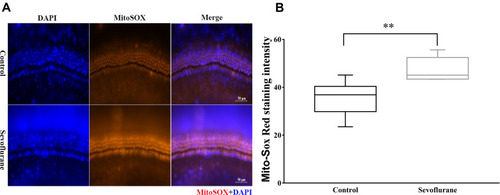 Figure 5 Sevoflurane increased oxidative stress levels. (A) Mito-Sox immunofluorescence staining in the middle turn of the cochlea after sevoflurane exposure. Scale bar = 50 μm, n = 6. (B) Quantification of red Mito-Sox fluorescence intensity in (A). **P < 0.01.