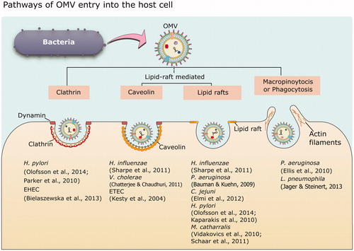 Figure 4. Different modes of OMV entry into the host cell. OMVs can enter the host cells via two major pathways: clathrin-mediated endocytosis, and the lipid raft-mediated pathway. Lipid rafts are dynamic membrane microdomains rich in lipids like cholesterol and sphingolipids, and proteins such as caveolin. Pinocytosis and phagocytosis are other two general pathways involved in uptake of OMVs. The figure provides representative examples of different bacteria that have been shown to enter the host cell exploiting at least one of the above-mentioned pathways.