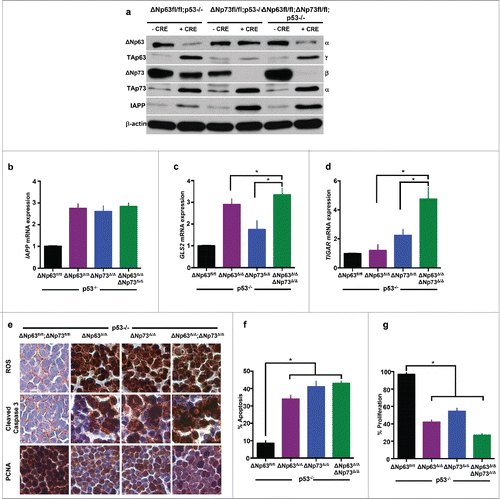 Figure 4. ΔNp63 and ΔNp73 deletion mediates upregulation of metabolic regulators resulting in ROS accumulation and apoptosis in p53-deficient thymic lymphomas. Western blot analysis using the indicated antibodies and lysates of mice of the indicated genotypes 48 hours after treatment with Adenovirus (Ad)-mCherry or Ad-Cre-mCherry (a). Quantitative real time (qRT-PCR) of thymic lymphomas treated 48 hours after treatment with Ad-mCherry (ΔNfl/fl;p53−/−) or Ad-Cre-mCherry (ΔNp63Δ/Δ;p53−/− or ΔNp73Δ/Δ;p53−/− orΔNp63Δ/Δ;ΔNp73Δ/Δ;p53−/−) for the indicated target genes (b-d). n = 3, p<0.05. Immunohistochemistry for ROS, cleaved caspase 3 and PCNA in thymic lymphomas 48 hours after treatment with Ad-mCherry (ΔNfl/fl;p53−/−) or Ad-Cre-mCherry (ΔNp63Δ/Δ;p53−/− or ΔNp73Δ/Δ;p53−/− orΔNp63Δ/Δ;ΔNp73Δ/Δ;p53−/−) (e). Bar graph indicating quantification of cleaved caspase 3 (f) and PCNA (g) immunostaining.