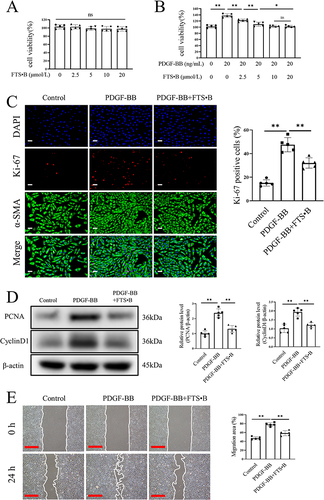 Figure 3 FTS•B alleviated the proliferation and migration of PASMCs induced by PDGF-BB in vitro. PASMCs were subjected to PDGF-BB in the presence or absence of FTS•B for 24 h. (A) Cell viability of PASMCs subjected to different concentrations of FTS•B (n = 5). (B) Cell viability of PASMCs subjected to PDGF-BB and different concentrations of FTS•B (n = 5). (C) Representative images of Ki-67 immunofluorescence staining (scale bar = 50 μm, Ki-67, red; DAPI, blue) and quantitative data of Ki-67-positive cells (n = 5). (D) Representative Western blotting of PCNA and CyclinD1and quantitative analysis of PCNA/β-actin and CyclinD1/β-actin (n = 5). (E) Phase-contrast images from the wound healing assay, and quantitative analysis of the migration area (scale bar = 50 μm, n = 5). The data are presented as the mean ± SD. Ns, p ≥ 0.05, *p < 0.05, **p < 0.01.