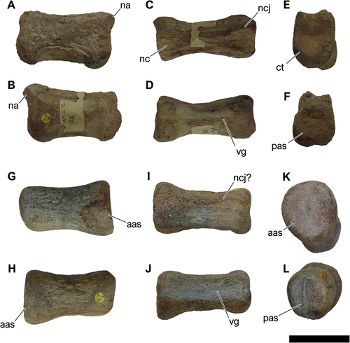 Figure 9. NHM-PV R.3428(a) and NHM-PV R.3428(b), associated middle to posterior caudal centra with iguanodontian affinities (specimen C) from the Berriasian–Barremian Salvador Formation (Massacará Group) at Mapelle Quarry (Locality 9). A-G, right lateral; B-H, left lateral; C-I, dorsal; D-J, ventral; E-K, anterior; F-L, posterior views. Anatomical abbreviations: aas, anterior articulation surface; ct, cotyle; na, neural arch; nc, neural canal; ncj, neurocentral joint; pas, posterior articulation surface; vg, ventral groove. Scale bar = 100 mm.