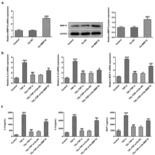 Figure 7. Taxifolin blocks the inflammation in TNF-α-induced human bronchial epithelial cells by inhibiting MMP10 expression. (a) The expression of MMP10 after Oe-MMP10 was constructed TNF-α-induced BEAS-2B cells treated with 50 μM TXL and Oe-MMP10. (b-c) The expression of IL-6, IL-8, and MCP-1 in TNF-α-induced BEAS-2B cells treated with TXL and Oe-MMP10. Data were expressed as mean ± standard deviation (SD). Each experiment was repeated at least three times. ***P < 0.001 Versus Control. ### P < 0.001 Versus TNF-α. ΔP<0.05, ΔΔP<0.01, ΔΔΔP<0.001 Versus TXL+TNF-α + Oe-NC.