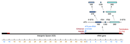 Figure 1. Synthesis of rRNA from the ribosomal cassette. The human ribosomal cassette is composed of a ~13kb transcribed region followed by a ~30 kb intergenic spacer. RNA polymerase I is recruited to a promoter region, upstream of the ribosomal gene and transcribes a single polycistronic transcript that is then processed by either of two pathways into the 18S, 5.8S and 28S rRNAs.