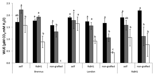 Figure 2. Water Use Efficiency (WUE) in grafted and non-grafted plants of melon (cv Brennus and London) and squash (rootstock Rs841), as affected by 0 (black), 40 (gray), and 80 (white) mM NaCl. Mean values ± SE (n = 9). Different letters indicate significant differences within grafting combination at P ≤ 0.05.