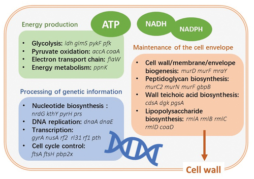 Figure 3. Major biological pathways of essential genes in oral streptococcus (based on [Citation48] and [Citation49]).