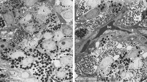 Figure 3. (a) Electron micrograph showing indented (I) or lobulated (L) nucleus with smaller secretory granules (Ssg) in the endocrine cells (endo) (arrow) compared to those of larger secretory granules (Lsg) of the exocrine cells (exc) in the splenic lobe of the pancreas of Lissemys turtles. Scale bar: 10 μm. (b) Electron micrograph showing distribution of endocrine cells (endo) mostly near the blood capillaries (bc). Secretory granules (sg) are smaller in the endocrine cells (endo) than in exocrine cells (exc). Scale bar: 10 μm.