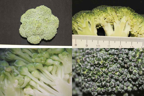 Figure 1. A broccoli head as an example of a natural object with fractal characteristics regarding the branching pattern and the surface relief, which both repeat their pattern at different scales, but with some imperfections which are due to additional influences (‘noise’) modifying the ideal image during growth. Both lower pictures at higher magnification illustrate the limit of the scaling window, i.e. the end of the typical branching pattern.