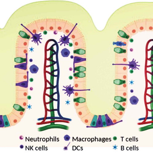 Figure 1. Schematic of mucosal surface including epithelium (orange), blood vessels (red and blue), lymphatic vessels (green), and immune cells (see legend). Created with BioRender.com.