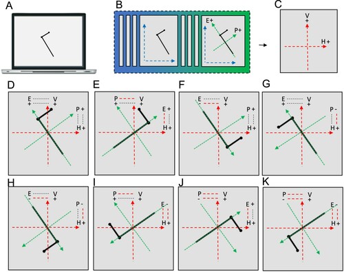 Figure 7. Illustration and interpretation of Davida’s 7 different types of errors with tilted, asymmetrical, elongated shapes in terms of a mapping deficit between an ISCR and a higher-order frame. A. A tilted, asymmetrical, elongated shape target. B. Schematic representation of the emergence, from the earliest cortical representation (blue), of an ISCR (green) composed of a polar axis aligned with the object’s elongation axis (E) and a secondary (perpendicular) polar axis crossing the shape through the centre of its longest straight segment (Secondary axis; S). C. Schematic representation of a hypothetical higher order representational frame (red) composed of a polar vertical axis (V) and a polar horizontal axis (H). D. Illustration of the parameters specifying the relation between the two frames during a successful mapping process (McCloskey et al., Citation2006): their axis correspondence (in dotted lines: the shape’s elongation axis is related to the extrinsic vertical axis) and axis polarity correspondence (in dotted lines: the positive ends of the objects’ E and S axes are related to the positive ends of the scene-based V and H axes, respectively). E-K. Illustration and interpretation of Davida’s 7 different types of errors with this type of stimuli. The parameter(s) misrepresented during the mapping process are indicated by dotted lines in red ink. E. An error resulting from a misrepresentation of the axis correspondence: the object’s E and S axes are represented with respect to the wrong extrinsic axis. F-H. Errors resulting from a misrepresentation of the correspondence between the polarity of the objects’ E axis (F), S axis (G) or both (H) and the polarity of the extrinsic frame to which they relate. I-K. Combinations of an axis correspondence error and an axis polarity correspondence error concerning the objects’ E axis (I), S axis (J) or both (K).