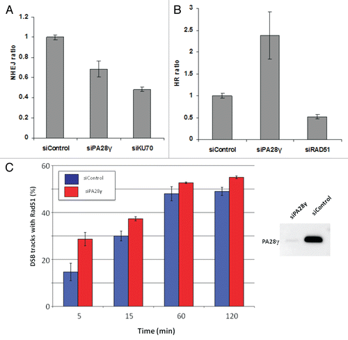 Figure 4 Effect of PA28γ depletion on the NHEJ and HRR pathways of DSB repair. The experimental systems are based on cells in which interrupted GFP-encoding sequences containing recognition sites of the rare cutter restriction endonuclease I-SceI were incorporated into the cellular genome. In one system, the repair of I-SceI-induced DSB via HRR regenerates an active GFP-encoding sequence,Citation69,Citation71 and in the other, this effect is obtained following NHEJ-mediated repair of the break.Citation70 In both cases, the GFP signal is monitored using FACS. (A) Effect of PA28γ depletion on NHEJ. HeLa cells containing the reporter sequences for NHEJCitation39,Citation70 were transfected with an I-SceI-encoding plasmid along with the indicated siRNA oligonucleotides and analyzed 72 h later by flow cytometry. GFP-positive cells are gated, and the percentage of GFP-positive cells in PA28γ-depleted cells is normalized against that of cells transfected with irrelevant siRNA (siLuciferase). Cells depleted of the KU70 protein, a major NHEJ player, served as a positive control. Shown is the mean of the NHEJ ratio (average of triplicates). Error bars represent standard error. Results of one of three independent experiments are shown. (B) Similar analysis in U2OS cells containing the HRR reporter.Citation69 Cells depleted of the RAD51 protein, a major HRR player, served as positive control. Results of one of four independent experiments are shown. Error bars represent standard deviation. (C) Quantification of the accumulation of RAD51 at DSBs in the presence or absence of PA28γ. U2OS cells were transfected with siRNAs against luciferase (siControl) or PA28γ, cultured for 48 h and irradiated with α-particles as described in references Citation40 and Citation68 to produce linear tracks of DSBs. The effectiveness of the downregulation was analyzed by immunoblotting, as displayed on the right. At the indicated time points after irradiation, the cells were stained for DNA (DAPI), γH2AX and RAD51. The γH2AX staining marked the tracks of DSBs, and the percentage of DSB tracks that co-localized with RAD51 was determined for 100 DSB track positive cells per data point. Error bars represent the SEM of three independent experiments.