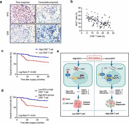 Figure 7. CD8+ T cell infiltration density is negatively associated with the MYC protein levels in patients with HNSCC. (a) Immunostaining of human HNSCC samples showing that high MYC levels correlated with low CD8+T cell infiltration density and low MYC levels correlated with high CD8+T cell infiltration density in the same view of the slice. Scale bar, 50 μm. (b) CD8+ T cell infiltration density correlates negatively with MYC protein level in human HNSCC samples (n = 121). The Pearson correlation coefficient of linear regression was used to determine the correlation between different proteins. (c) Kaplan–Meier curves with log-rank tests showing that patients with high CD8+ T cell infiltration density had longer survival (P = .002). (d) Kaplan–Meier curves with log-rank tests showing that patients with “high expression of MYC and low CD8+ T cell infiltration” had significantly shorter survival than those with “low expression of MYC or high CD8+ T cell infiltration” (P < .001). (e) A diagram of the mechanism by which MYC inhibition eliminates tumors and activates antitumor immunity.