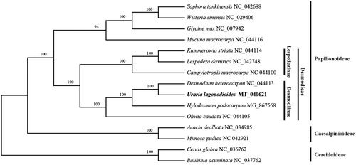 Figure 1. A maximum-likelihood (ML) tree inferred from 15 chloroplast genome sequences in Fabaceae. Numbers above the branches represent the ML bootstrap supports.