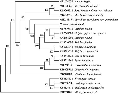 Figure 1. The best maximum likelihood (ML) phylogenetic tree based on the 20 complete chloroplast genome sequences. The number on each node indicates bootstrap support value.