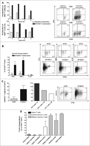 Figure 2. NY-ESO-1-specific proliferation, cytokine expression and CD107a expression of T cells with no alloreactive immune responses. (A) CD4+ and CD8+ T cells show a specific proliferation in response to NY-ESO-1. T cells of the final in vitro expanded T-cell products from 4 healthy donors were stained with carboxyfluorescein diacetate succinimidyl ester (CFSE) and stimulated with NY-ESO-1 or control actin peptide (ACTS) overlapping peptide pool-pulsed dendritic cells (DCs), respectively. After 6 d cells were re-stimulated for 6 h with the same antigens and analyzed by flow cytometry. Bars represent NY-ESO-1-specific proliferation and background proliferation (ACTS) for each donor ; representative CFSE staining combined with IFNγ analysis of T cells from donor 4. (B) T cells show a TH1 driven CD4 response to NY-ESO-1. CFSE-stained CD4+ T cells were analyzed for production of the cytokines IFNγ, TNFα and IL-10 by intracellular staining and flow cytometry (n = 4 donors). Results are mean +/− SD; representative staining of T cells from donor 1. (C) CD4+ T cells show cytolytic responses to NY-ESO-1. T-cell products of donors 1 and 4 were analyzed in 4 independent experiments for CD107a expression after 6 h of re-stimulation with NY-ESO-1 or ACTS overlapping peptide pools pulsed DCs. Bars show mean results of 4 experiments +/− SD and the results of different DC:T-cells ratios during re-stimulation are shown; representative staining of T cells from donor 4. (D) For final analysis of T-cell lines, T cells from donor 1, 7 and 4 were re-stimulated for 6 h with overlapping peptide (NY-ESO-1, ACTS) pool-pulsed dendritic cells (DCs) and analyzed by immunostaining and multispectral fluorescence cytometry. Bars represent mean values of double positive cells gated on CD4+/IFNγ+ T cells. T-cell subpopulations were defined as naïve T cells (CD27+/CD28+, CD62L+/CD45RO−), central memory T cells (CD62L+/CD45RO+, CD45RA−/CCR7+) and effector memory T cells (CD62L/CD45RO+, CD45RA−/CCR7− and CD27−CD28+).