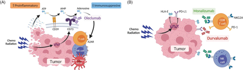 Figure 1. Schematic mechanisms of action for oleclumab and monalizumab. The mechanisms of action of (A) oleclumab and (B) monalizumab are shown. Figure adapted from Martinez-Marti, et al. ‘COAST: an open-label, Phase II, multidrug platform study of durvalumab alone or in combination with novel agents in patients with locally advanced, unresectable, stage III NSCLC’. Oral presentation at the European Society for Medical Oncology (ESMO) Congress 2021. Figures originally created with BioRender.com.AMP: Adenosine monophosphate; ATP: Adenosine triphosphate; DC: Dendritic cell; NK: Natural killer; TAM: Tumor-associated macrophage.