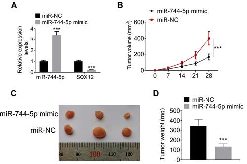 Figure 5 miR-744-5p inhibited the growth of MM xenograft tumors in vivo. (A) Markedly higher miR-744-5p expression and lower SOX12 mRNA expression was noticed in MM xenograft tumors of the miR-744-5p mimic group when relative to the miR-NC group. miR-744-5p expression was normalized to U6 and SOX12 expression was normalized to GAPDH. (B) Dramatically lower xenograft tumor volume was observed in the miR-744-5p mimic group in comparison with the miR-NC group. (C) All xenograft tumors were stripped after nude mice were sacrificed. (D) Compared with the miR-NC group, the weight of xenograft tumors in the miR-744-5p mimic group was prominently reduced. ***P<0.001 when compared with the miR-NC group.