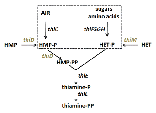Figure 1. Simplified view of the thiamine biosynthesis pathway in E.coli. Enzymes encoded by the thiC operon (thiC and thiF,S,G,H, dashed box) synthezise the primary substrates hydroxymethylpyrimidine phosphate (HMP-P) and hydroxyethylthiazole phosphate (HETP). AIR: Amino-imidazole ribotide. Note that thiE is in the same operon. Genes in the thiM operon (thiM and thiD in gray) code for kinases that ultimately produce HMP-PP. Adapted from.Citation3