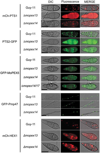 Figure 4. Mopex13 and Mopex14 are required for the distribution of peroxisomal matrix proteins and the Woronin body protein HEX1. The mCherry fused to PTS1 (mCh-PTS1), GFP fused to PTS2 (PTS2-GFP), Pmp47 labeled with GFP (GFP-Pmp47), HEX1 labeled with mCherry (mCh-HEX1), and Mopex5 labeled with GFP (GFP-MoPEX5) were respectively introduced into wild type Guy-11, the ∆mopex13 and ∆mopex14 mutants, as well as the ∆mopex14/17 mutants for GFP-MoPEX5. The peroxisomal distribution patterns of mCh-PTS1, PTS2-GFP, mCh-HEX1 were dramatically changed in the ∆mopex13 and ∆mopex14 mutants, while those of GFP-Pmp47 and GFP-MoPEX5 were unaltered compared to those in the wild type. The distribution of GFP-MoPEX5 was also unchanged in the ∆mopex14/17 mutant. Bars = 5 µm.