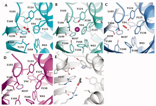 Figure 5. Binding site view of (A) AspCA (ι-CA from Anabaena cyanobacterium) in complex with HCO3- (PDB 7C5V), (B) BnaCA (ι-CA from microalga Bigelowiella natans) in complex with I- (PDB 7C5Y), (C) XcaCA (ι-CA from X. campestris) in complex with putative HCO3- (PDB 3H51), (D) homology model of BteCA (ι-CA from B. territorii) using XcaCA as template (51% identity), (E) CAMKII in complex with acetate (PDB 2W2C). Residue numbers according to AspCA (PDB 7C5V).