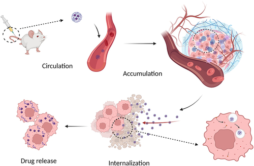 Figure 4 A sketch of SHK nanomedicine to deliver drug into cancer cells: circulation in the blood, tumor accumulation, cellular internalization and intracellular drug release.