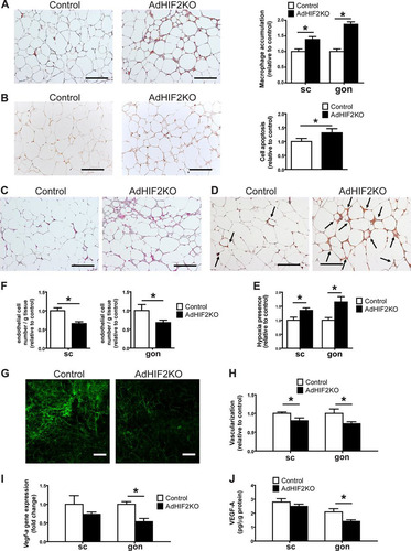 FIG 5 Obese AdHIF2KO mice show enhanced WAT inflammation and reduced WAT vascularity. (A to C) Mice were sacrificed after 24 weeks on an HFD. (A) Representative pictures in gonadal (gon) WAT (left) and quantification from subcutaneous (sc) and gon (right) WAT of immunohistochemistry for F4/80 (n = 5/group). Macrophage accumulation of control mice was set as 1. Scale bars are 200 μm. (B) Representative pictures of TUNEL immunohistochemistry from the gonWAT of obese control and AdHIF2KO mice (24 weeks on an HFD) and the respective quantification (right) are shown (n = 5/group). WAT apoptosis of control mice was set as 1. Scale bar is 200 μm. (C) Representative pictures of Masson trichrome staining for fibrosis detection in gonWAT from control and AdHIF2KO mice. Scale bars are 200 μm. (D and E) Representative images of staining for CCl-103F (Hypoxiprobe-F6) in gonWAT (D) as well as quantification of hypoxia staining (E) from scWAT and gonWAT from obese control and AdHIF2KO mice (16 weeks on an HFD) are shown (n = 5 or 6/group). Arrows indicate hypoxic areas. Scale bars are 200 μm. (F to J) Mice were sacrificed after 24 weeks on an HFD. (F) scWAT and gonWAT were digested with collagenase, and flow cytometry analysis for CD31+ CD45− cells was performed to analyze endothelial cell numbers (n = 10 to 17). The absolute endothelial cell number per gram of tissue was quantified. Data are shown relative to control; data of control mice were set as 1. (G and H) Representative images of scWAT (G) of isolectin B4 staining in whole mounts and quantification (H) of isolectin B4 staining in whole mounts from scWAT and gonWAT (n = 5 to 7). Vascularization of control mice was set as 1. Scale bars are 200 μm. (I) Vegf-a gene expression in subcutaneous and gonadal adipocyte fractions from control and AdHIF2KO mice (n = 6 or 7). Gene expression of control mice was set as 1. (J) VEGF-A protein levels measured in scWAT and gonWAT lysates from control and AdHIF2KO mice, normalized over total protein content (n = 4 to 7). Data are expressed as means ± SEMs. *, P < 0.05.