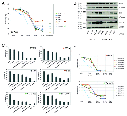 Figure 7. Effects of the HSP90 inhibitor 17-AAG and Tubacin on cell viability of urothelial cancer cell lines. (A) IC50 values for 17-AAG were determined by a dose response analysis with different urothelial cancer cell lines. SAHA was used as positive control for decreased cell viability. The percentage of viable cells is displayed on the y-axis. Cell lines are ordered by HDAC6 expression levels (high expression ◇, RT-112-, UM-UC-3; moderate □, 5637-, T-24; low ○, VM-CUB1). (B) Efficacy of 17-AAG was determined at the molecular level by western blot analysis of known downstream targets (HSP70 70 kDa, E2F1 60 kDa, ERK 40/42kDa, α-Tubulin 50 kDa) after treatment of RT-112 and VM-CUB1 cells with the indicated doses of 17-AAG for 24 h. Effects of single and combined treatment with Tubacin and 17-AAG were determined in a number of urothelial cancer cell lines (C), an extended doses response analysis was performed for 639-V and VM-CUB1 (D).