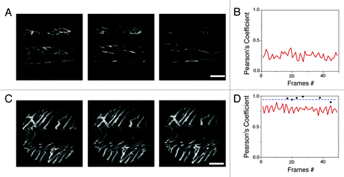 Figure 2. Images of cardiac microvasculature acquired without (A) or with (C) the proposed stabilizer (triggered at the beginning of the “temporal stabilized window”; see Fig. 3). The cross correlation (Pearson’s Coefficient) was calculated on the whole image frames acquired both without (B) or with (D) the stabilizer (0.25 and 0.8 respectively). Black dots instead indicate the correlation between image patches, within different frames, collected at the temporal stabilized window (W3; Fig. 3). Due to the reduced motion activity during this phase of the cardiac cycle, the value of cross correlation is increasingly higher for this portion of images (~1).