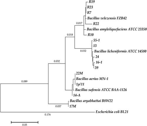 Figure 1. Phylogenetic tree of Bacillus spp. based on 16S rRNA sequences through maximum-likelihood methods with 1000 bootstrap replications using MEGA version 6.0. Escherichia coli BL21(DE3) (AM946981.2) was used as an outgroup in the analysis. NCBI GenBank accession numbers used in the comparison reference strains are the following: B. velezensis FZB42, OR485707; B. amyloliquefaciens ATCC 23350, NR_118950; B. licheniformis ATCC 14580, NC_006270.3; B. aerius MN-1, MN252912; B. safensis ATCC BAA-1126T, AF234854; B. aryabhattai B8W22, NZ_JYOO01000023. NCBI acc. no. of the newly isolated strains are OR482395, OR482394, OR482396, OR482397, OP554433, MK461937, MK461933, MK461938, MK461934, MK461936, OR482398, OR482400, OR482399, MK461947.