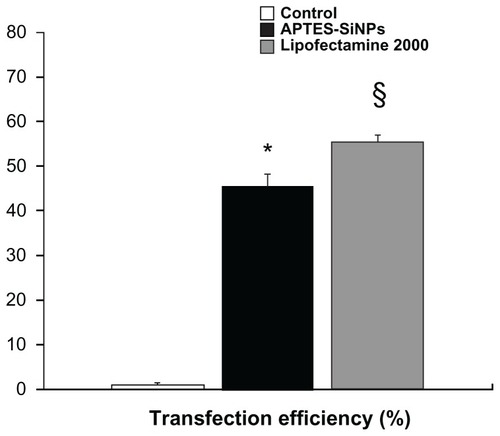 Figure 5 Cell transfection efficiency. The percentage of pEGFP expression was determined by flow cytometry after APTES-SiNP transfection in human vascular smooth muscle cells.Notes: *P < 0.05 for APTES-SiNPs versus control; §P < 0.05 for Lipofectamine 2000 versus APTES-SiNPs.Abbreviations: APTES, aminopropyltriethoxysilane; SiNPs, silicon dioxide nanoparticles; pEGFP, plasmid encoding for enhanced green fluorescent protein.