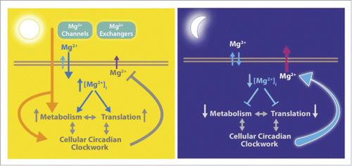 Figure 1. Circadian regulation of [Mg2+]i and feedback to the clockwork. Circadian [Mg2+]i oscillations are generated by dynamic membrane transport, tuned by the cellular clock. [Mg2+]i rhythms have direct consequences for cellular energy consumption and metabolic rates. Rhythmic sunlight, [Mg2+]i and metabolism all directly feed back to entrain the clock. Similar models can be drawn for biological rhythms of other period lengths (Figure 105 created by LMB Visual Aids).