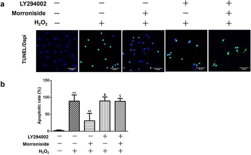 Figure 9. LY294002 blocks the protective role of MR on H2O2-induced apoptosis in OLN-93 cells. (a) OLN-93 cells were preincubated with LY294002 for 1 h and then pretreated with MR for 24 h, followed by incubation with H2O2 for 12 h. Apoptotic cells were detected by TUNEL (green), and the nuclei were detected by DAPI (blue). Quantitative analyses are shown in panel B. Scale bar, 50 µm. **P<0.01 vs. the control group; ##P<0.01 vs. the only H2O2 treatment group; &P<0.05 and $P<0.05 vs. MR+H2O2.