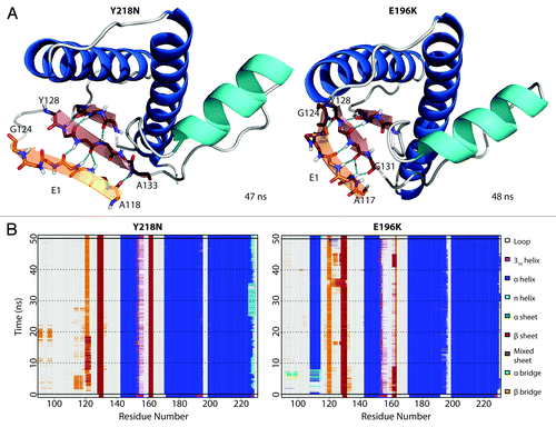 Figure 9. Formation of nonnative strand (E1) in both Y218N and E196K simulations. (A) Representative E1 structure for each mutant. Backbone of E1 is shown in sticks with carbon atoms colored in orange. Carbon atoms of the extended native sheets are colored in red. Hydrogen bonds between strands are indicated with the cyan dashed lines. The N- and C-terminal residues for E1 and the extended S1 strand (in red) are labeled. (B) Secondary structure analysis of simulation 2 of Y218N and simulation 3 of E196K.