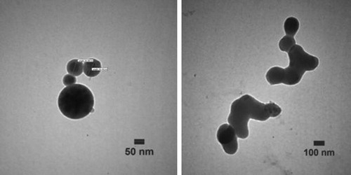 Figure 7. TEM micrographs of the produced NPs by 70% hydroalcoholic extract of Q. brantii leaves after 24 h of biotransformation.