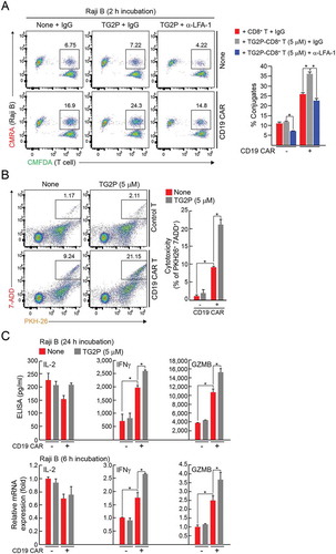 Figure 8. TG2P potentiated the cytokine release and cytotoxicity of CD19-targeted CAR-T cells against B-cell lymphoma. (a) Conjugate formation. EV-CD8+ T or CD19-targeted CAR-CD8+ T cells (1 × 106) with or without TG2P were mixed with Raji B cells (1 × 106) for 2 h, and the percentages of conjugates were determined by flow cytometry (left). The results are presented as bar graphs. (b) Representative flow cytometric profiles for quantification of apoptotic cancer cells after incubation with EV-CD8+ T or CD19-targeted CAR-CD8+ T cells (5 × 106) with or without TG2P. Each T cells were mixed with PKH26-labeled cancer cells (1 × 106). After staining with 7-AAD, apoptotic cancer cells were determined by flow cytometry. Shown on the right are the average percentages of cytotoxicity. (c) Cytokine analysis. EV-CD8+ T or CD19-targeted CAR-CD8+ T cells (5 × 106) with or without TG2P were incubated with Raji B cells (1 × 106) for 6 and 24 h. Secreted cytokines (IL-2, IFNγ, and GZMB) were measured by ELISAs (24 h). mRNA levels were determined by qRT-PCR (6 h). Data represent the means of three experiments (a–c) ± SDs. *P < 0.05 versus EV-CD8+ T cells.