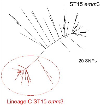Figure 1. Phylogenetic representation of the ST15 emm3 population. Within the ST15 population (indicated in black) was the identified epidemic Lineage C ST15 (indicated in red), characterized by the unique prophage profile; Φ315.1 and Φ315.2 are absent in all 78 Lineage C strains and 65/78 carried ΦUK-M3.1 with speC and spd1. The short reads for 172 ST15 isolatesCitation6 were mapped to the ST15 reference strain MGAS315 and concatenated SNPs from the core genome (excluding all prophage regions) were used to generate the maximum likelihood phylogenetic tree with RAxMLCitation7.