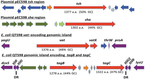 Figure 1. Regions containing the five SPATE-encoding genes in E. coli QT598.The tsh and sha genes are located on a ColV-type plasmid (pEC598). The vat, tagB, and tagC genes are located on genomic islands. Arrows indicate open reading frames (ORFs). SPATE encoding ORFs and regulatory gene vatX are in red. Predicted full amino acid lengths and GC content of the SPATE ORFs are indicated below arrows. Blue ORFs are related to insertion elements, integrases, or mobile elements. Dark green ORFs are predicted fimbrial proteins. Light green ORFS are predicted EAL-domain proteins. Grey ORFS are hypothetical uncharacterized ORFs. Orange ORFs are hypothetical regulatory proteins. Purple ORFs are genes conserved in E. coli K-12 that border the SPATE-encoding genomic regions. Direct repeats (DR) are indicated for the region containing the tag AT genes.